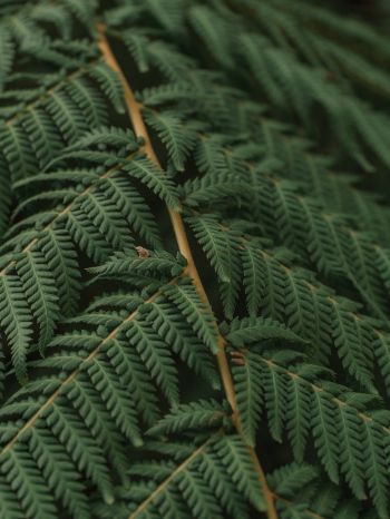 fern, leaves Wallpaper 2048x2732