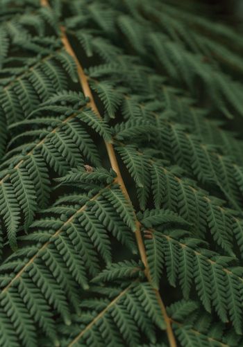 fern, leaves Wallpaper 1668x2388