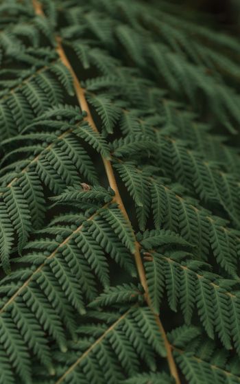 fern, leaves Wallpaper 1752x2800