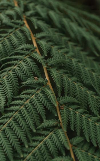 fern, leaves Wallpaper 800x1280