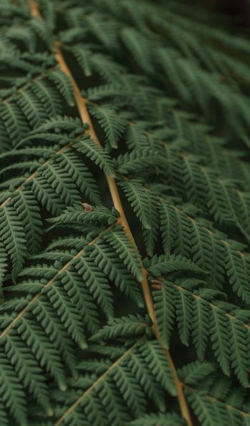 fern, leaves Wallpaper 600x1024
