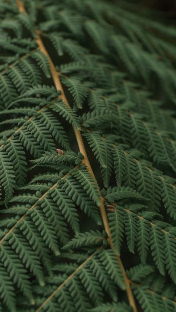 fern, leaves Wallpaper 640x1136