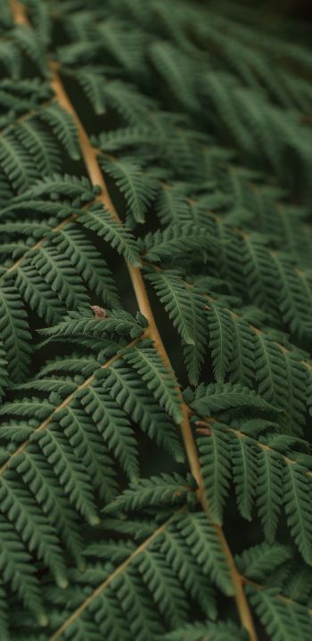 fern, leaves Wallpaper 1440x2960