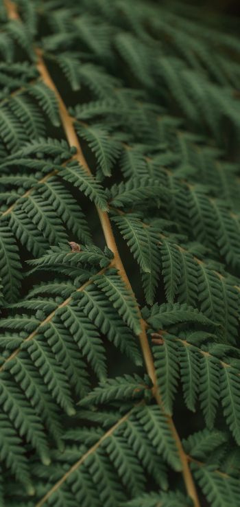 fern, leaves Wallpaper 1440x3040