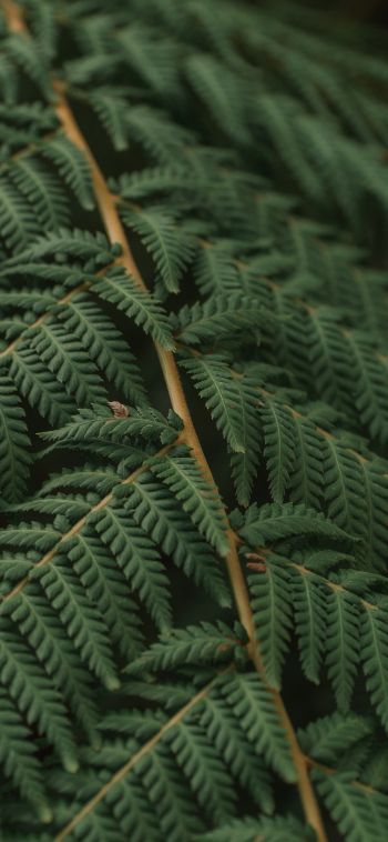 fern, leaves Wallpaper 1080x2340