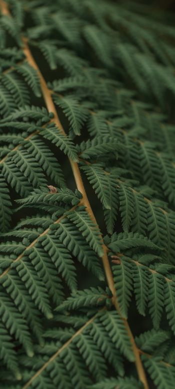 fern, leaves Wallpaper 720x1600