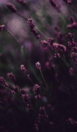 lavender, bloom Wallpaper 600x1024