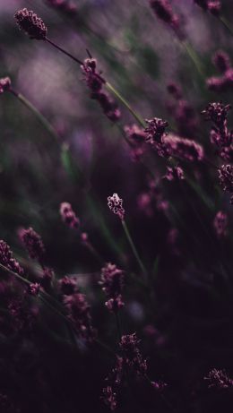 lavender, bloom Wallpaper 640x1136