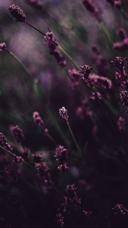 lavender, bloom Wallpaper 750x1334