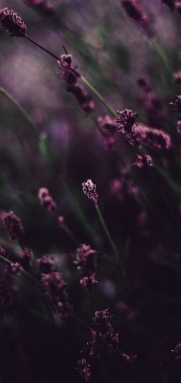 lavender, bloom Wallpaper 1080x2280