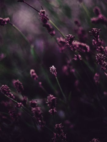 lavender, bloom Wallpaper 2048x2732