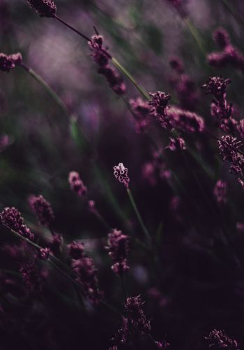 lavender, bloom Wallpaper 1668x2388
