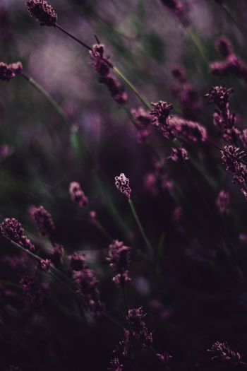 lavender, bloom Wallpaper 640x960