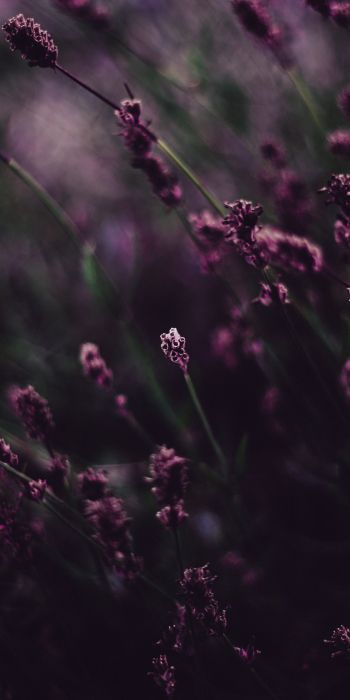 lavender, bloom Wallpaper 720x1440