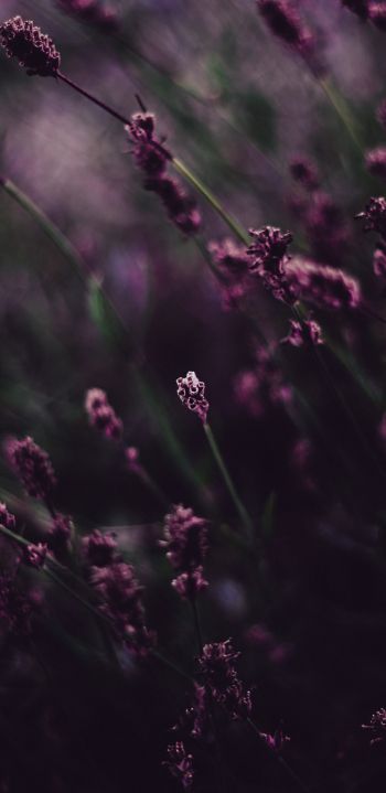 lavender, bloom Wallpaper 1440x2960