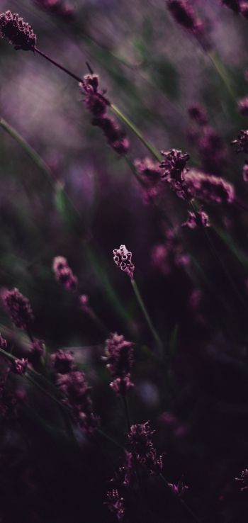 lavender, bloom Wallpaper 1440x3040