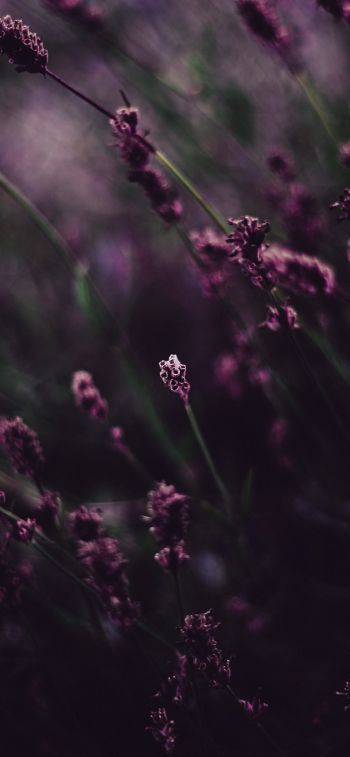 lavender, bloom Wallpaper 1284x2778