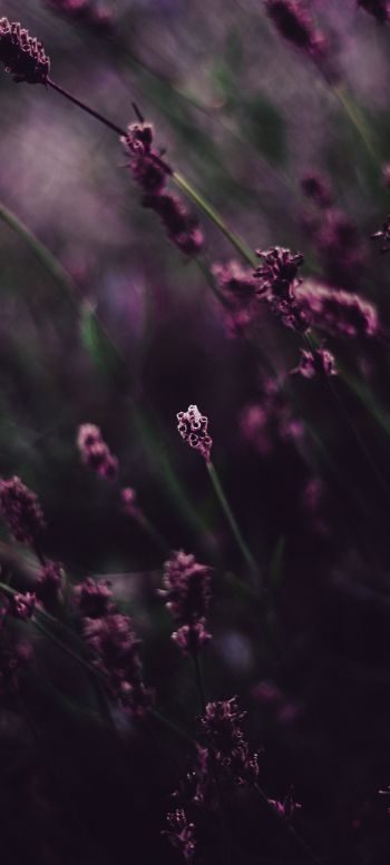 lavender, bloom Wallpaper 720x1600