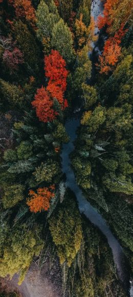 autumn forest, bird's eye view Wallpaper 1080x2400
