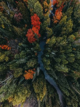 autumn forest, bird's eye view Wallpaper 1668x2224