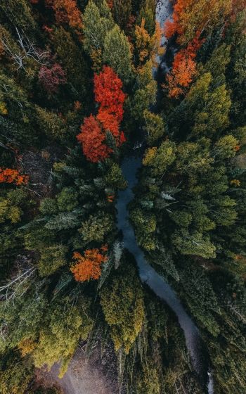 autumn forest, bird's eye view Wallpaper 1600x2560