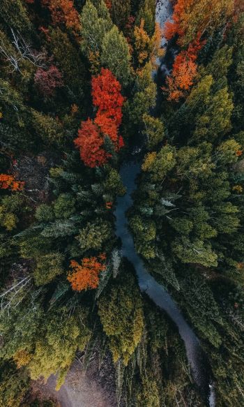 autumn forest, bird's eye view Wallpaper 1200x2000