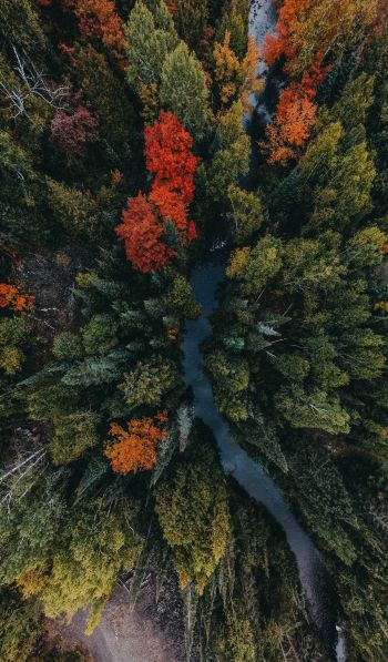 autumn forest, bird's eye view Wallpaper 600x1024