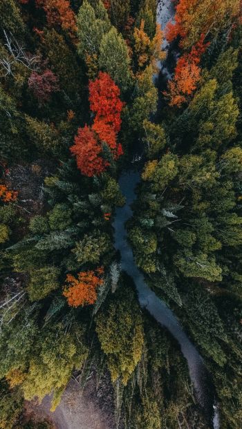 autumn forest, bird's eye view Wallpaper 640x1136