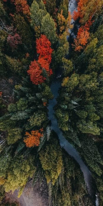 autumn forest, bird's eye view Wallpaper 720x1440