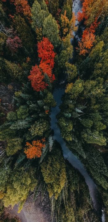 autumn forest, bird's eye view Wallpaper 1080x2220