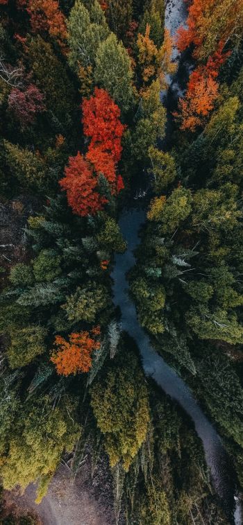 autumn forest, bird's eye view Wallpaper 1125x2436