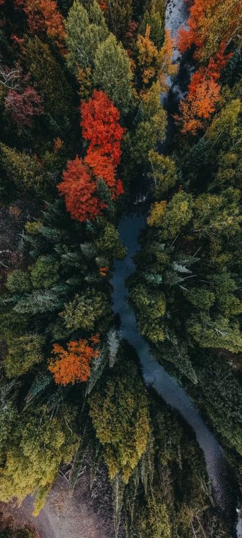autumn forest, bird's eye view Wallpaper 720x1600