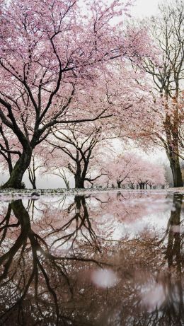 sakura, Japan, reflection Wallpaper 640x1136