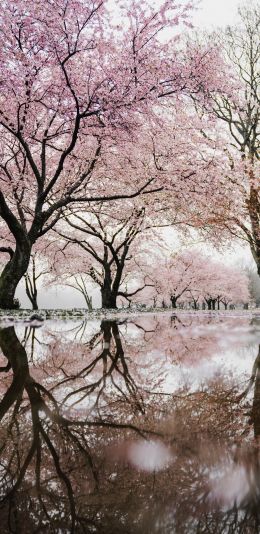 sakura, Japan, reflection Wallpaper 1440x2960