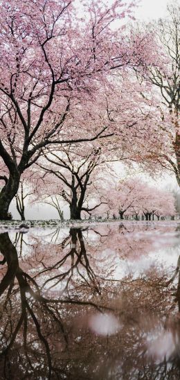sakura, Japan, reflection Wallpaper 1440x3040