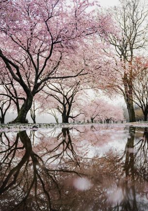 sakura, Japan, reflection Wallpaper 1668x2388