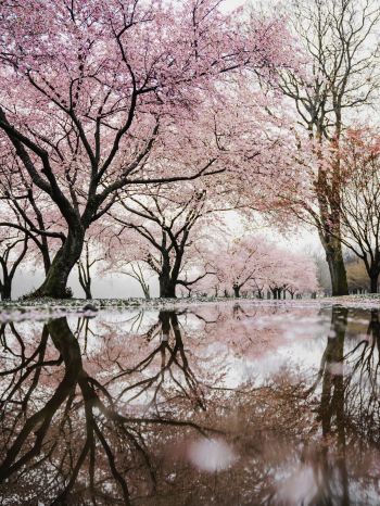 sakura, Japan, reflection Wallpaper 1536x2048