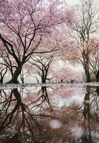 sakura, Japan, reflection Wallpaper 1640x2360