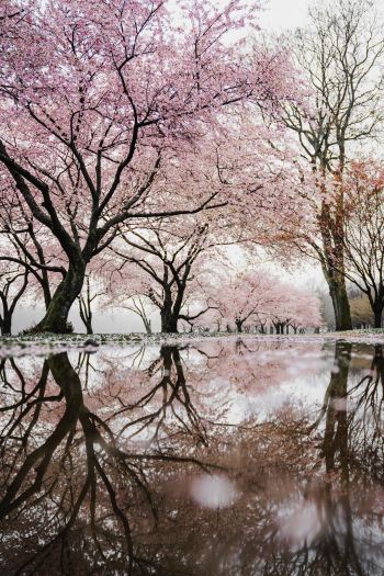 sakura, Japan, reflection Wallpaper 640x960