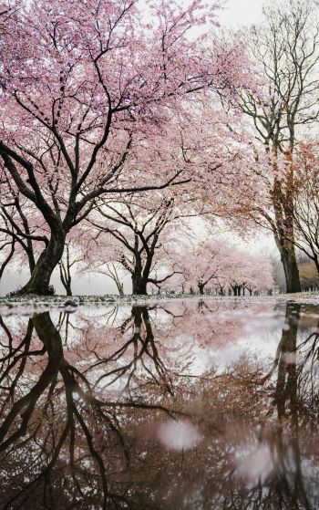 sakura, Japan, reflection Wallpaper 1752x2800