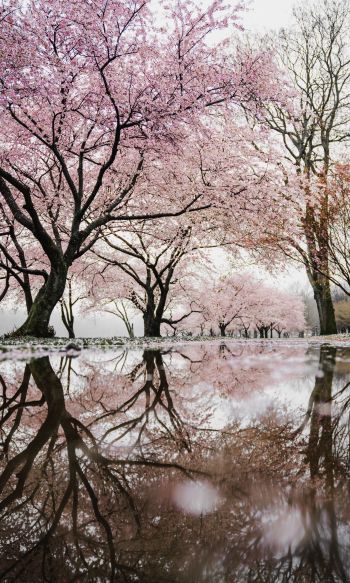sakura, Japan, reflection Wallpaper 1200x2000