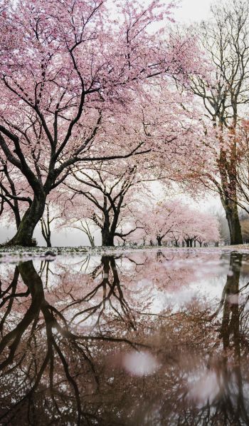sakura, Japan, reflection Wallpaper 600x1024