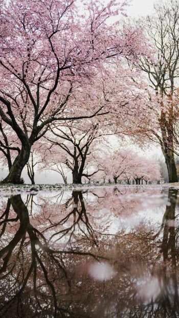 sakura, Japan, reflection Wallpaper 750x1334