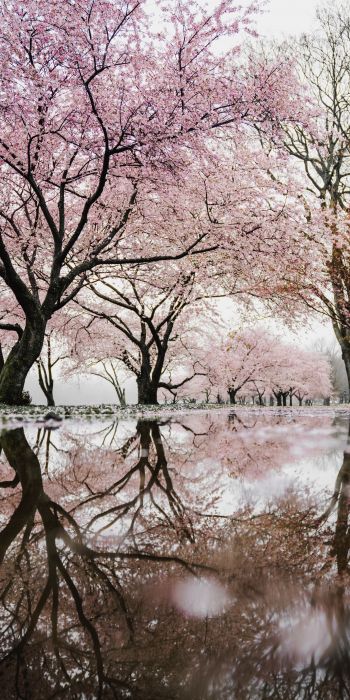 sakura, Japan, reflection Wallpaper 720x1440