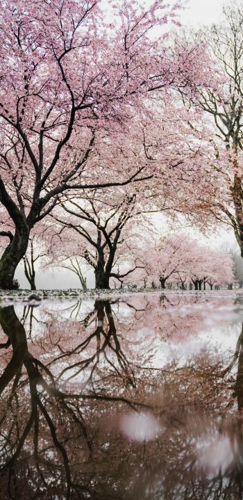 sakura, Japan, reflection Wallpaper 1080x2220