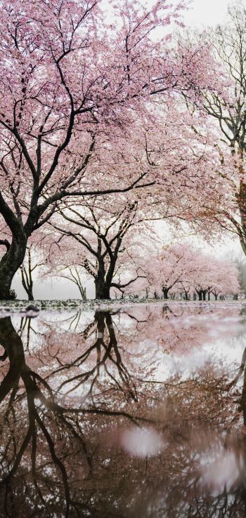 sakura, Japan, reflection Wallpaper 720x1520
