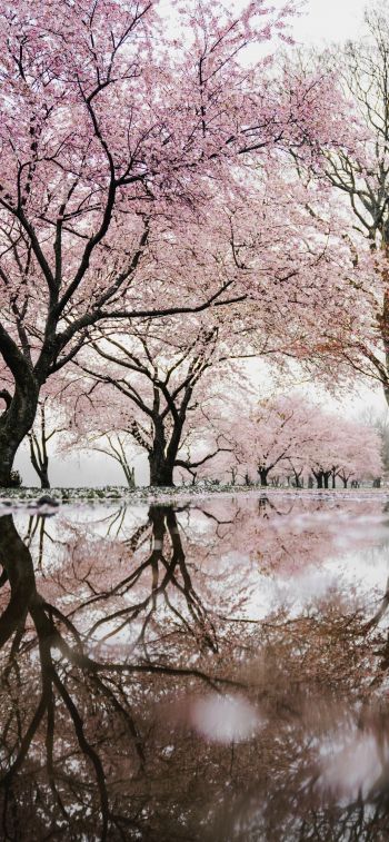 sakura, Japan, reflection Wallpaper 1284x2778