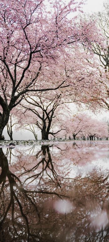 sakura, Japan, reflection Wallpaper 1440x3200