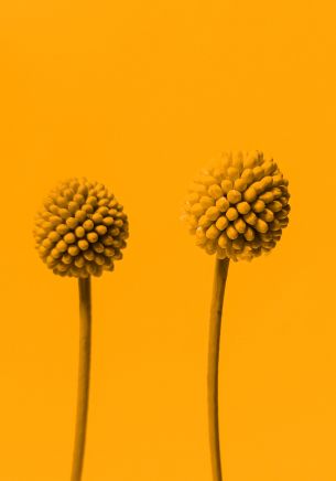 Обои 1668x2388 растение, желтый фон