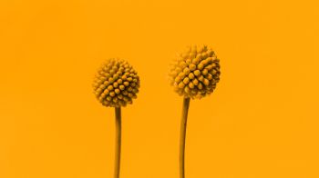 Обои 1600x900 растение, желтый фон